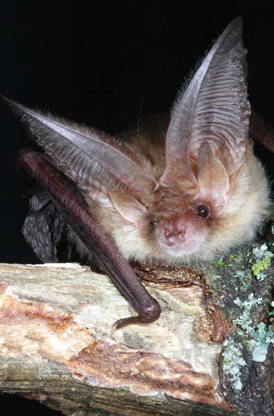Braunes Langohr - Plecutus auritus