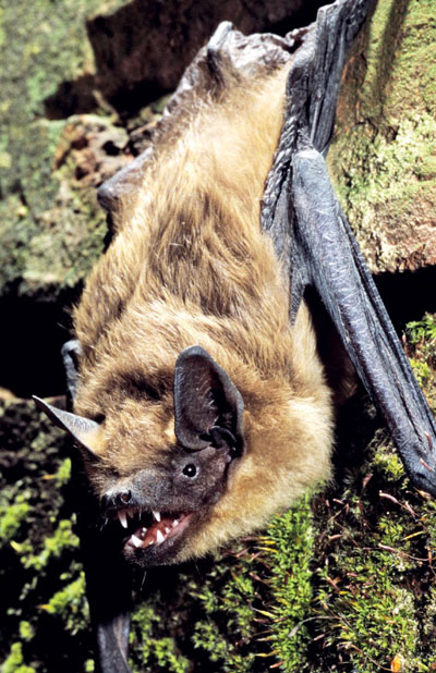Breitflügelfledermaus - Eptesicus serotinus