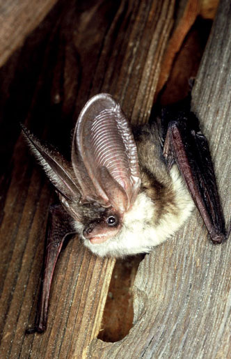 Braunes Langohr - Plecotus auritus