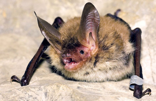 Bechsteinfledermaus - Myotis bechsteinii