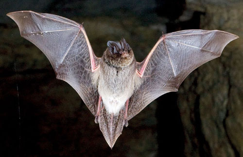Mopsfledermaus - Barbastella barbastellus