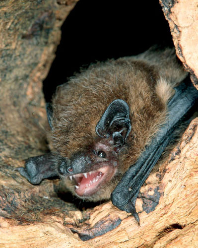 Zwergfledermaus - Pipistrellus pipistrellus