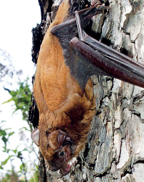 Großer Abendsegler - Nyctalus noctula