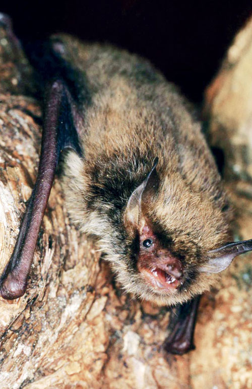 Wasserfledermaus - myotis daubentonii