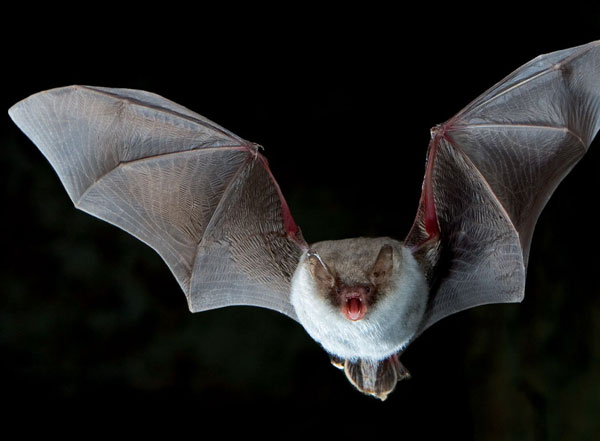 Fransenfledermaus - Myotis nattereri