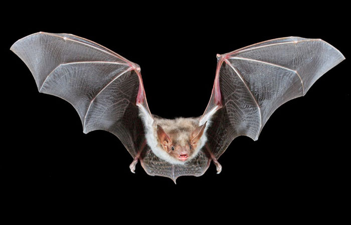 Großes Mausohr - Myotis myoti