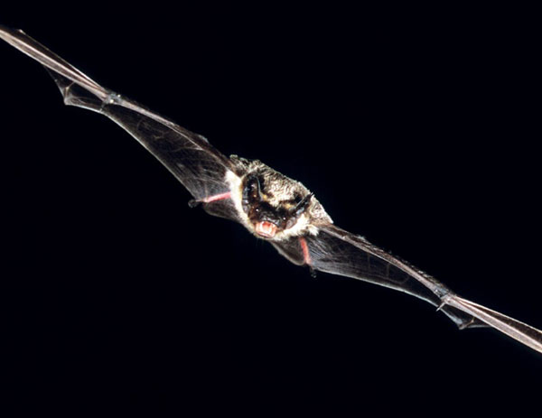Kleine Bartfledermaus - Myotis mystacinus