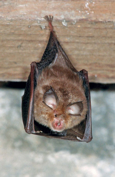 Kleine Hufeisennase - Rhinolophus hipposideros