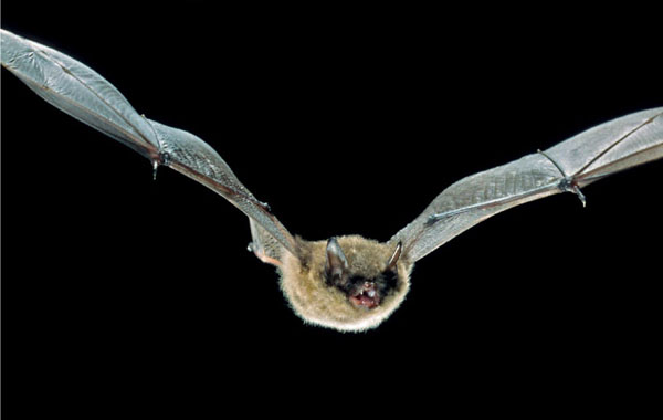 Kleiner Abendsegler - Nyctalus leisleri