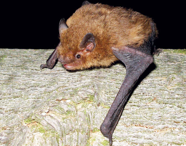 Mückenfledermaus - Myotis pygmaeus