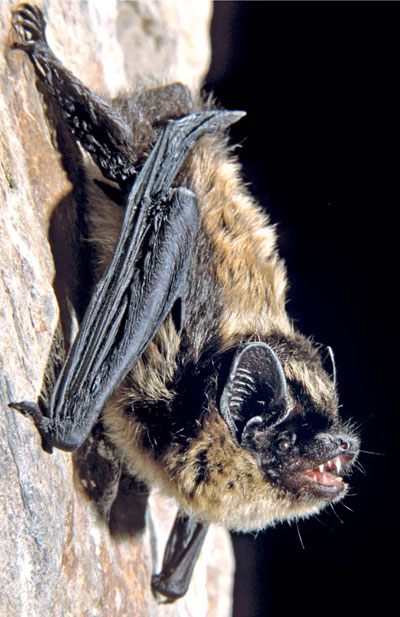 Nordfledermaus - Eptesicus nilssosonii