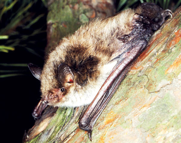 Teichfledermaus - Myotis dasycneme