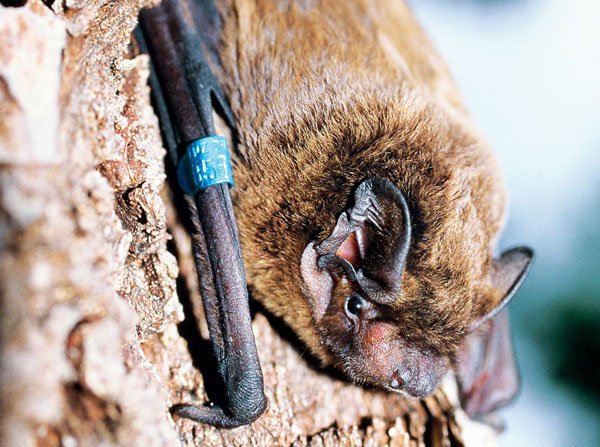 Zweifarbfledermaus - Vespertilio murinus
