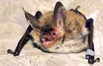 Bechsteinfledermaus